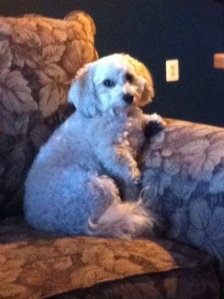 I don't always watch you, but when I do I make sure I sit like a human and glare you down.